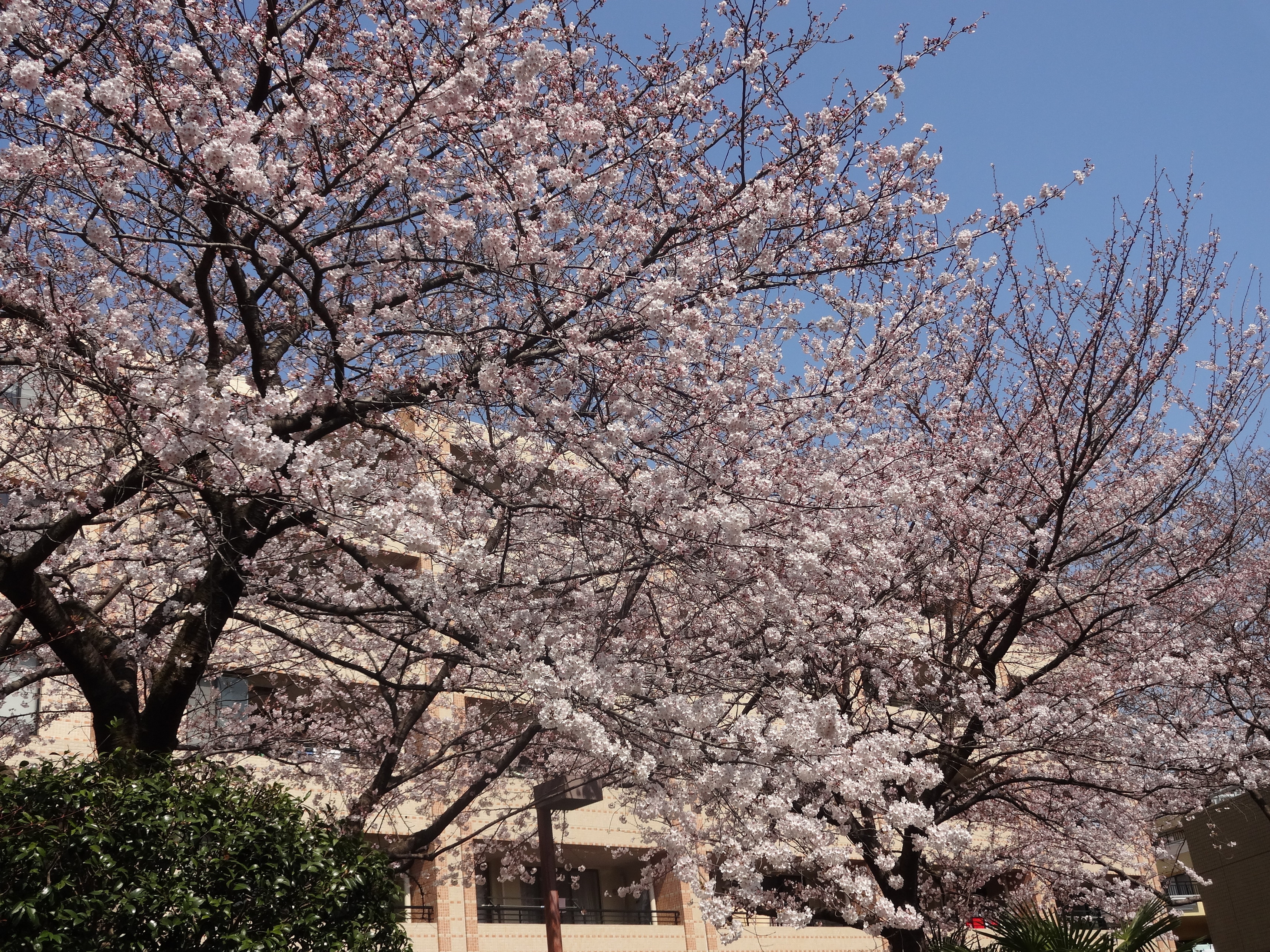 桜 7分咲き 横浜市緑区 長津田地区センター