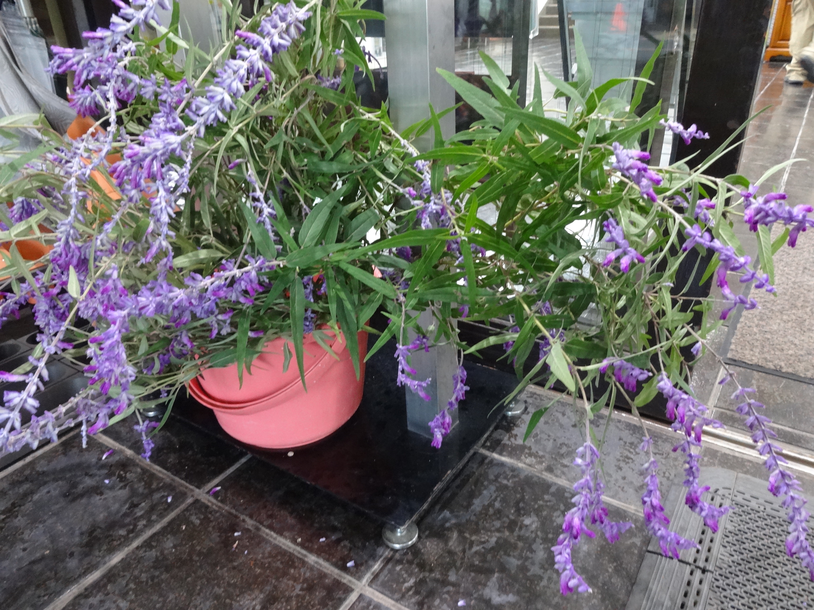 アメジストセージの花 横浜市緑区 長津田地区センター